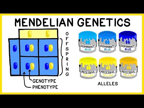 Mendelian Genetics: Genotypes, Phenotypes and Punnett Squares