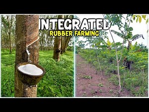 Integrated Rubber Farming