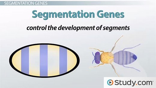 Gap, Pair-Rule & Segment Polarity Genes in Segmentation