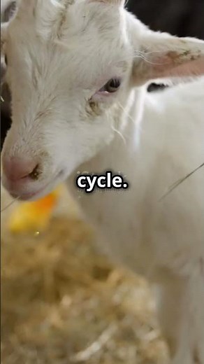 Master Goat Breeding: Proven Tips for Successful Mating! #goat #goathusbandry #goatfarming