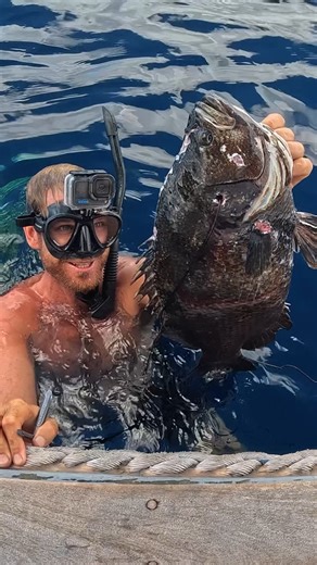 Strick & Fran on Instagram: "We love finding floating logs and debris out in the blue — they’re not just driftwood, they’re mini ecosystems teeming with life. You never know what’s hiding underneath, and that’s the magic of it. 🌊✨ In the latest episode we found a triple tail — and we’re officially obsessed. Easily our new favorite species to look for."