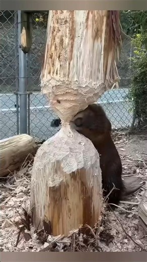 Why beavers cut trees 🦫