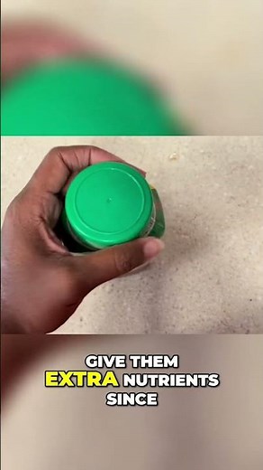 The Secret to Stunning Plants: Miracle-Gro Shake 'N Feed