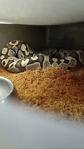 Feeding My Lesser Ball Python | Prepping Her for 2026 Breeding Season