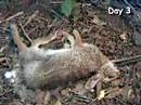 Rabbit decomposition (time-lapse video)