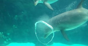 Dolphin Plays With Toroidal Vortex