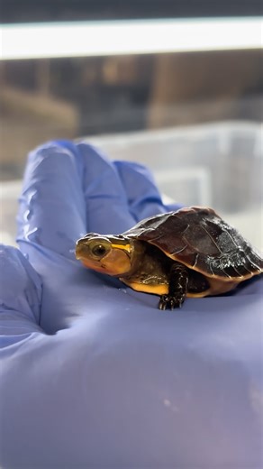 Who wouldn’t stop scrolling for these little hatchlings? 🐢💚 Pictured: Yellow-margined Box Turtle (Cuora flavomarginata) IUCN Red List Status: Endangered Mccord’s Box Turtle (Cuora mccordi) IUCN Red List Status: Critically Endangered 🎥: Elena Duran #TurtleSurvival #TurtleConservation #WildlifeConservation #TurtleSurvivalAlliance #ProtectAndPreserve #ZeroExtinctions #Turtle #Turtles #Conservation #Endangered #EndangeredSpecies #SeaTurtles #TurtleHatchlings #MccordsBoxTurtle #YellowMarginedBoxTu