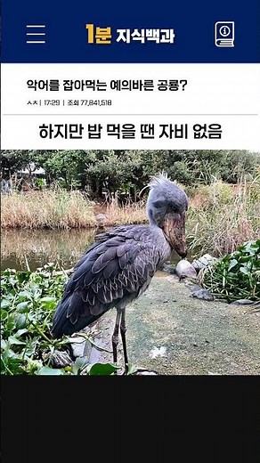 악어를 잡아먹는 예의 바른 공룡 - 슈빌(넓적부리황새)