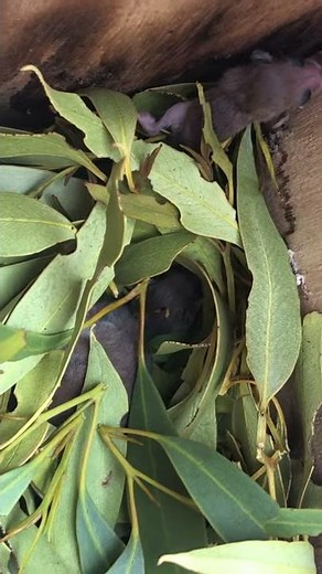 Baby Pygmy Possums 😍