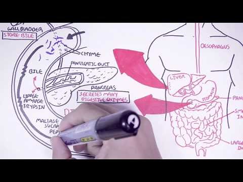 The Digestive System