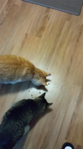 Cats digging into Temptations #cat #short