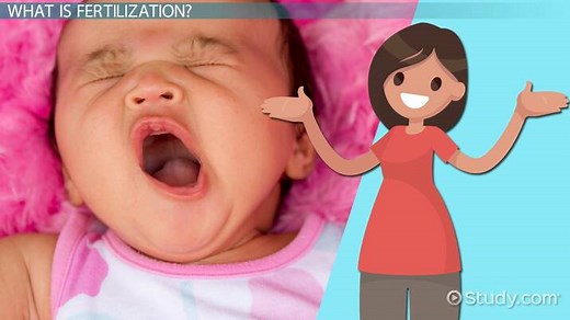 Fertilization Definition: Lesson for Kids