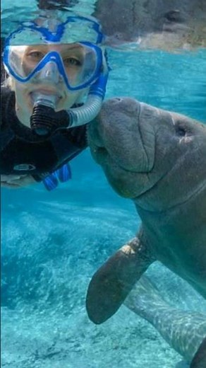 🌊 Meet the Adorable Sea Cow: Florida Manatees! 🐋 | USA Travel