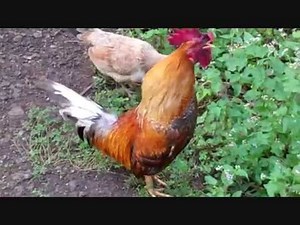 ROOSTER crowing compilation