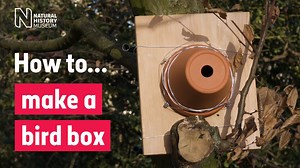 How to make a bird box | Natural History Museum