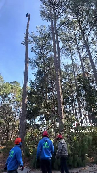 Essential Skills for Professional Tree Climbers