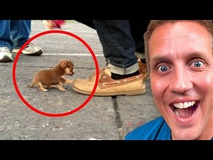 Worlds cutest TINY Animals