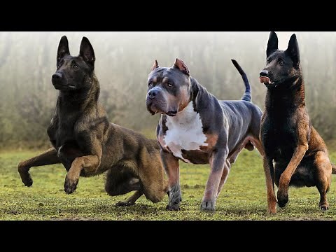 These Are 10 Best Runner Dog Breeds