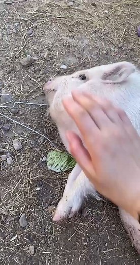 It’s the cheek clap for me #fyp #foryou #pig #pigsoftiktok #pennysquad