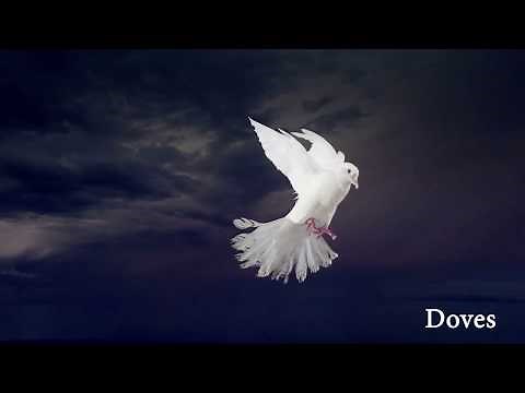 Birds In Flight - video reference for animators