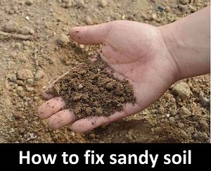 Improve Sandy Soil with Clay