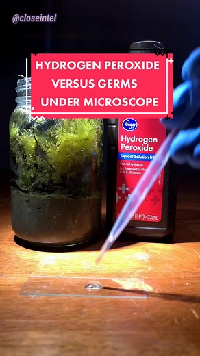 Hydrogen Peroxide Makes Cell Explode #undermicroscope #microscopic #microscopy #microbiology #microtok #microbiology #microworld #microcosmos #microscopicview #🔬 #microscope