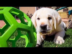 Playful Labrador Puppies | Cute Compilation!!