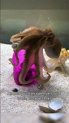 Mind-Blowing Fun Facts About Octopuses You Never Knew!