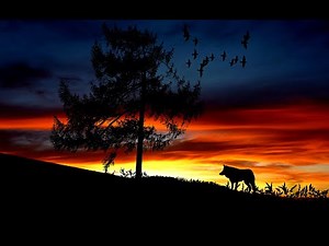 Wolf Howling Compilation With Pictures High Quality Audio Sound Effects