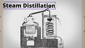 Steam Distillation process Steam distillation of essential oils