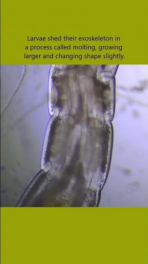 Stunning microscopic view of live larvae! ✨🧬 #microscopy #science #shorts