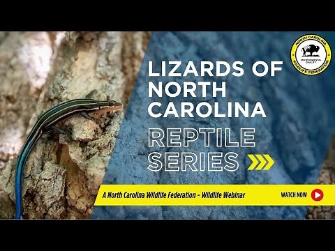 Reptile Series: Lizards of North Carolina - North Carolina Wildlife Federation