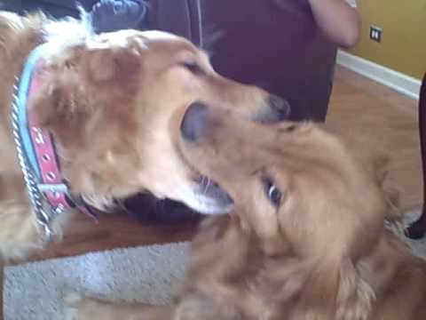 Dogs Kissing
