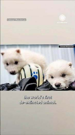 Dire Wolf Species, Extinct For 12,500 Years, Lives Again