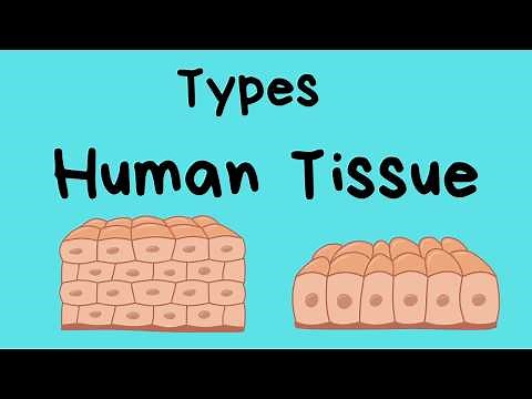 Types of Human Body Tissue
