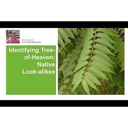 Tree of Heaven: Native Look-alikes