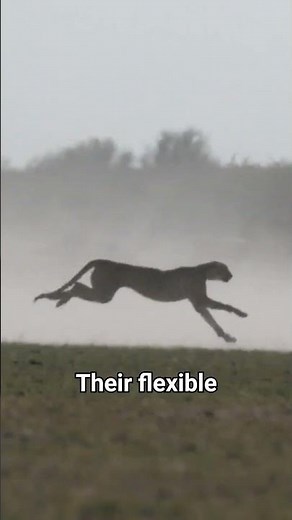 Why Do Cheetahs Run So Fast? 🐆