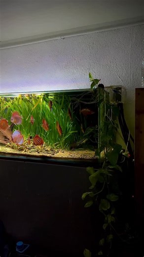 Welcome to my discus fish planted tank🌿 450L aquarium with 14 discus fish✨ #discus #fish #plantedtank #plants #aquarium | Joan's Discus