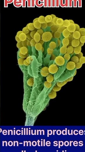 Spore Formation in Rhizopus & Penicillium – Asexual Reproduction Secrets!