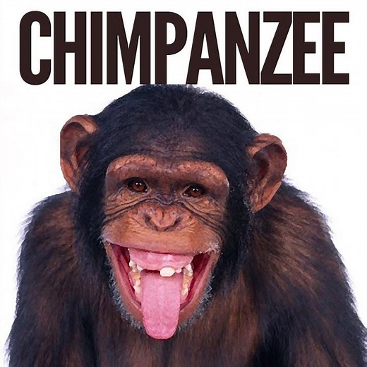 Chimpanzee Monkey Sound Effect Ringtone