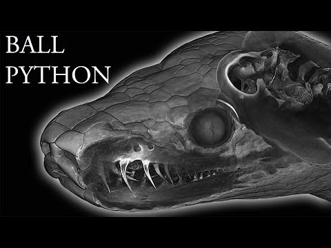 *REAL* Snake brain anatomy 3D - Ball python *4K*