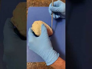 Sheep Heart Dissection