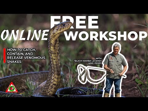 How to handle venomous snakes | Venomous snake handling | Snake handling Techniques #snakehandling