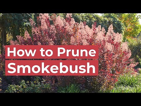 How to Prune Smokebush