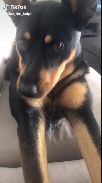 Australian Kelpie: Facts, Training, and Care Tips