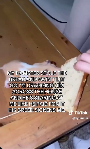 Funny Hamster Steals Bread and Causes Chaos