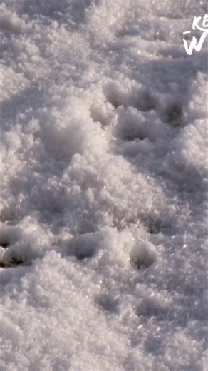 Wolves cover huge distances for food, sometimes nearly 200 kilometers daily! Their long legs and specialized paws let them navigate deep snow and ice with incredible efficiency. Amazing adaptation to harsh Arctic conditions. #Wolves #ArcticAnimals #Wildlife #AnimalAdaptation #Nature | Real Wild