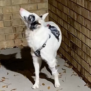 115K views · 798 reactions | After two years of treatment to regain his vision, this doggo can finally see again  | In The Know | Facebook