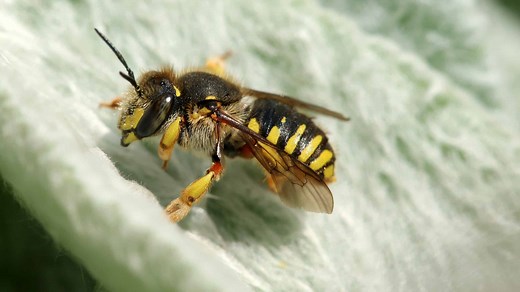 Wool Carder Bee