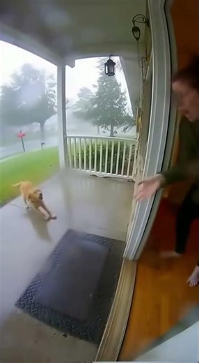 AI Dog vs Massive Storm 😱